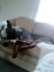 Schæferhund Malou billede 4