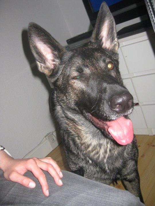 Schæferhund Malou billede 7