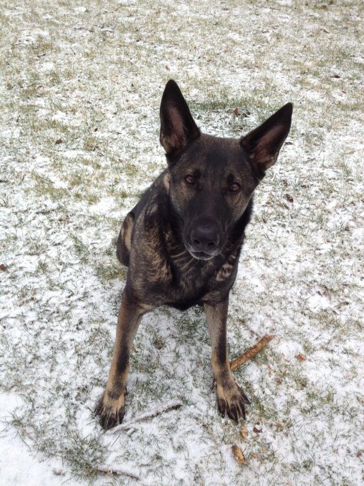 Schæferhund Malou billede 9