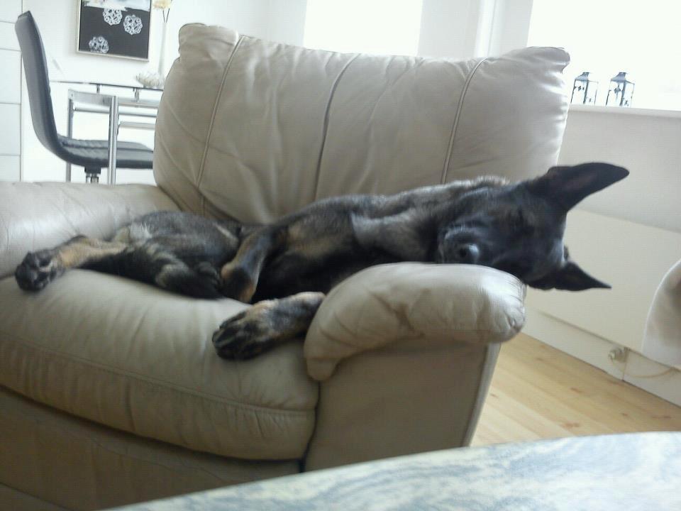 Schæferhund Malou billede 11