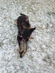 Schæferhund Malou billede 13