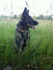 Schæferhund Malou billede 14