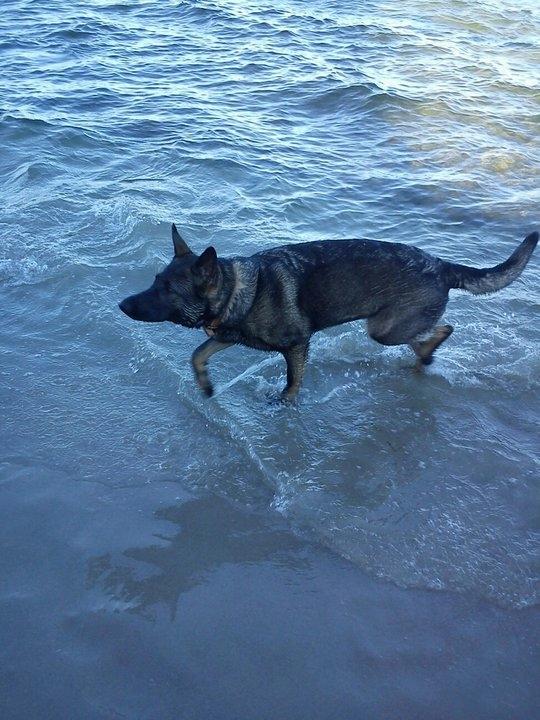 Schæferhund Malou billede 15