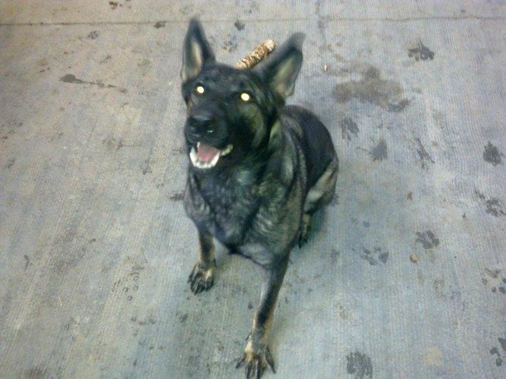 Schæferhund Malou billede 16