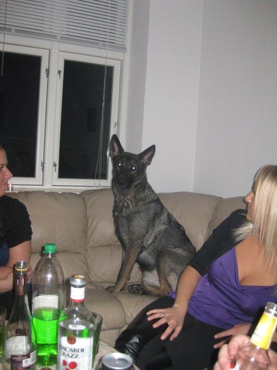 Schæferhund Malou billede 17