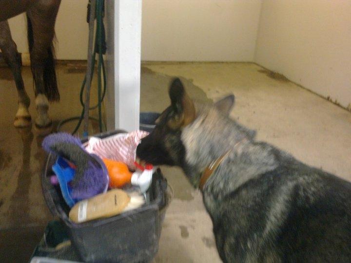 Schæferhund Malou billede 18