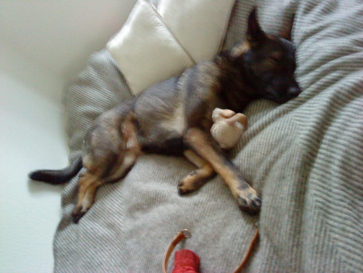 Schæferhund Malou billede 20