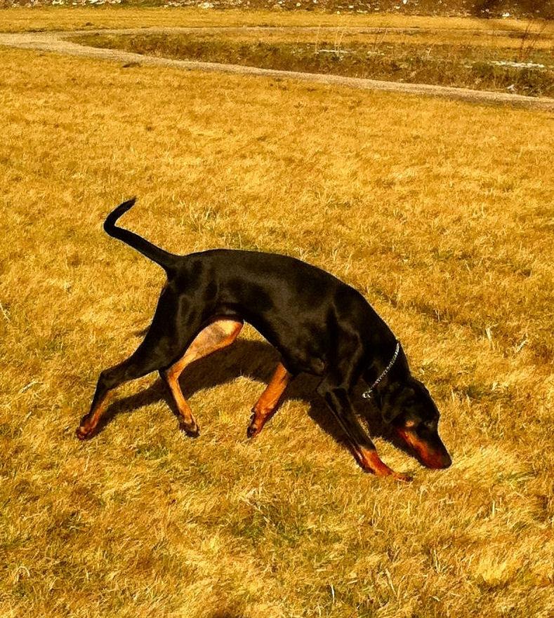 Dobermann Proud Danish Damian (Simba) - Ca. 7 måneder billede 18