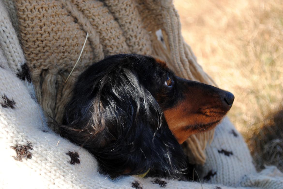 Dværggravhund Sveske - 15 Feb 2012 billede 33