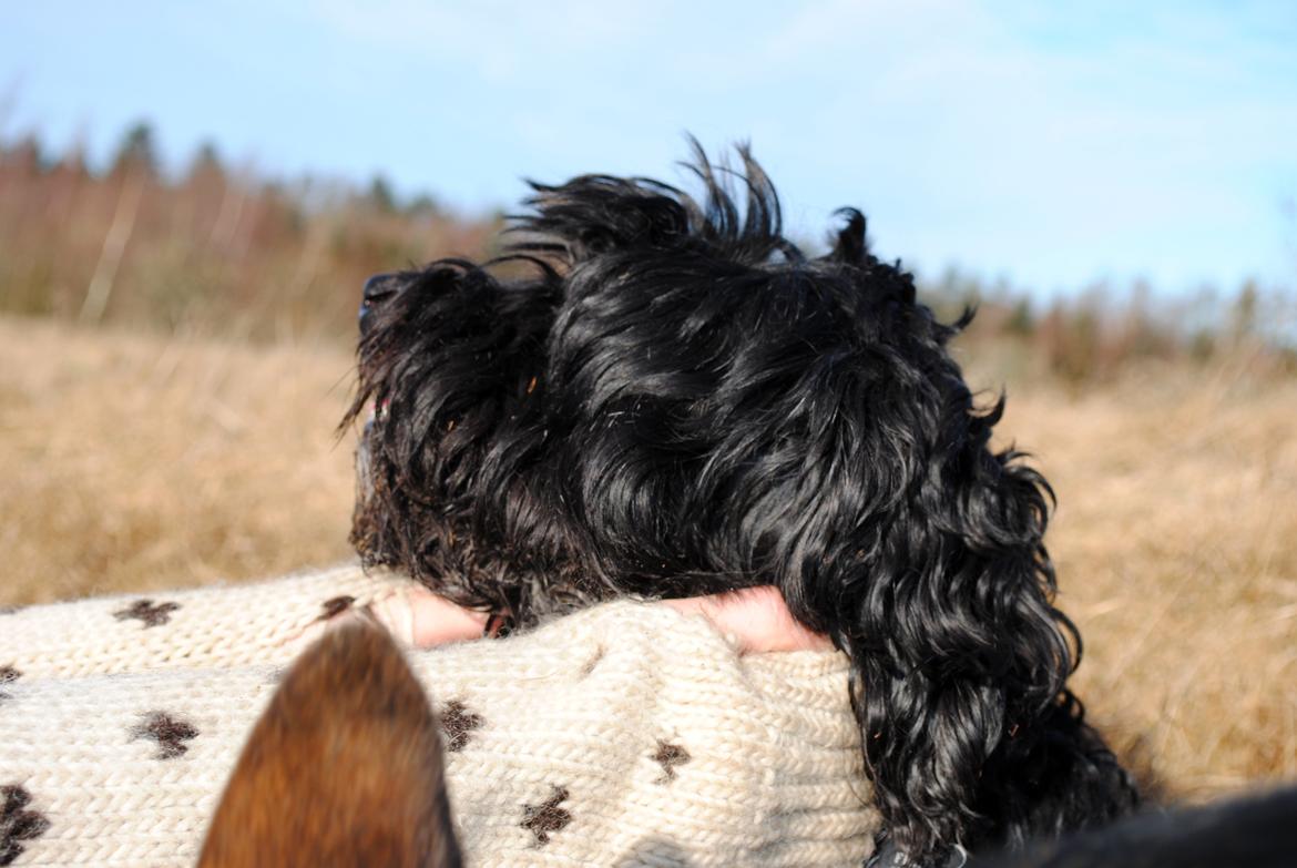 Blanding af racer <Pom Frida> - Vi nyder vinterens solstråler! billede 16