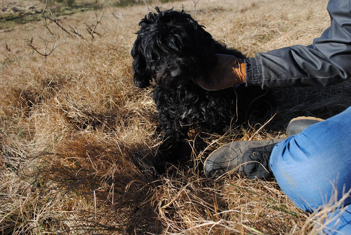 Blanding af racer <Pom Frida> billede 4