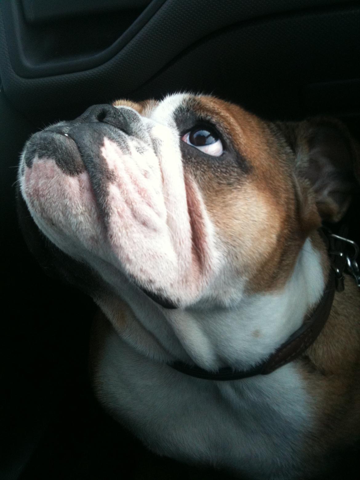 Engelsk bulldog Bella billede 9