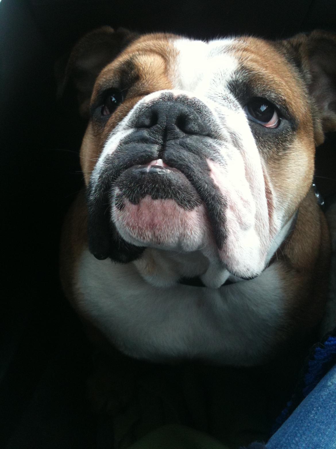 Engelsk bulldog Bella billede 10