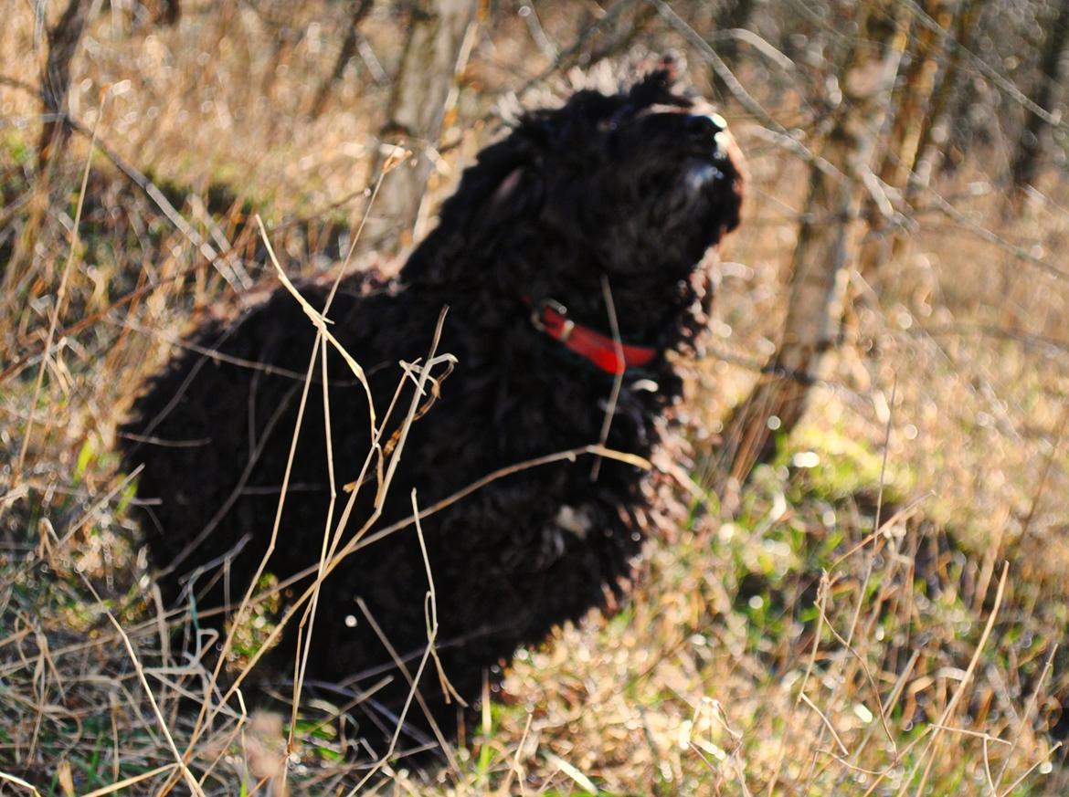 Blanding af racer <Pom Frida> - 15/02 12 billede 9