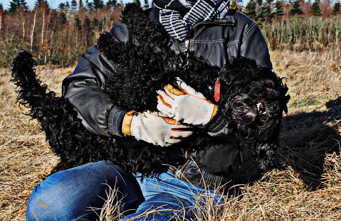 Blanding af racer <Pom Frida> - 15/02 12 billede 15