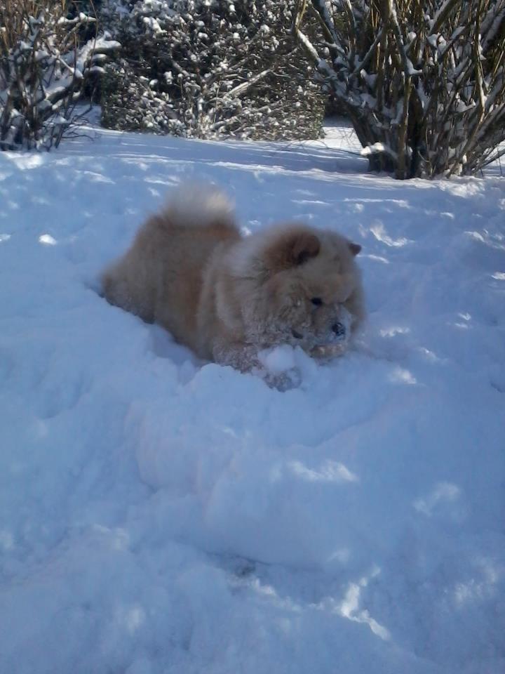 Chow chow Nin-T'sun Cooper De La Creme billede 19