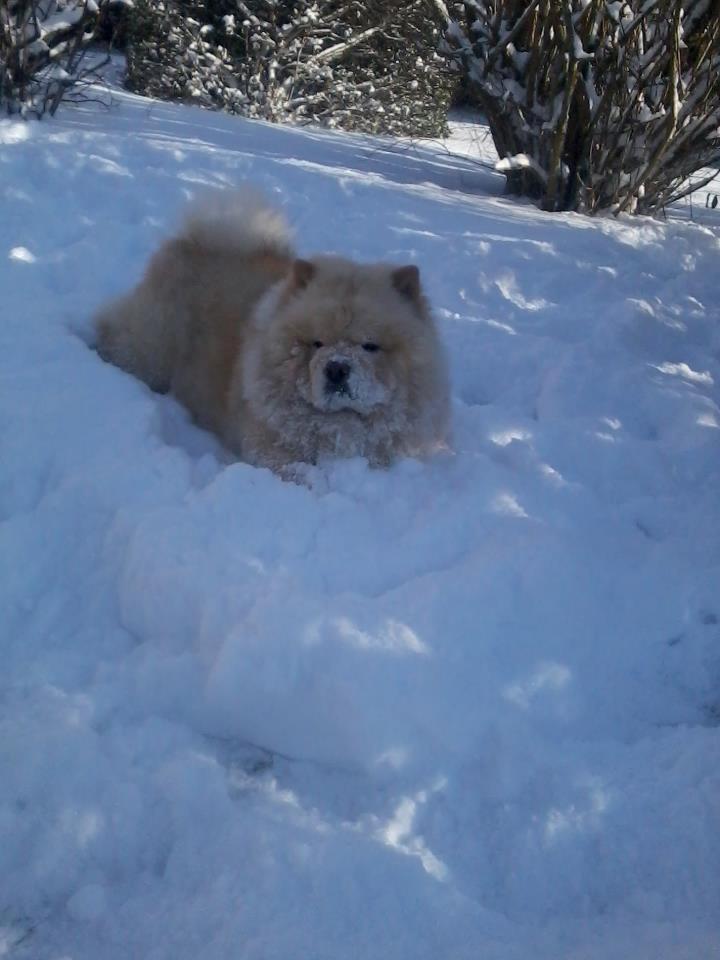 Chow chow Nin-T'sun Cooper De La Creme billede 18