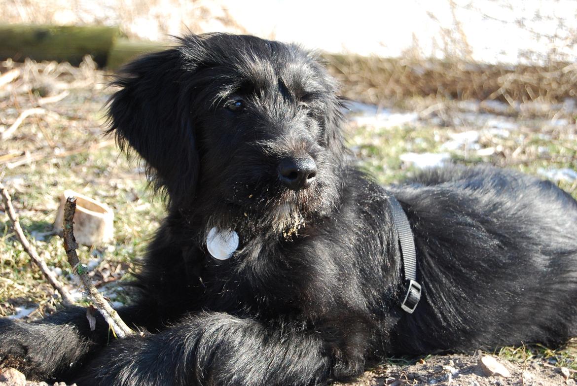 Blanding af racer Nora billede 10