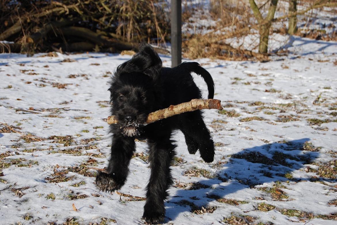 Blanding af racer Nora billede 11