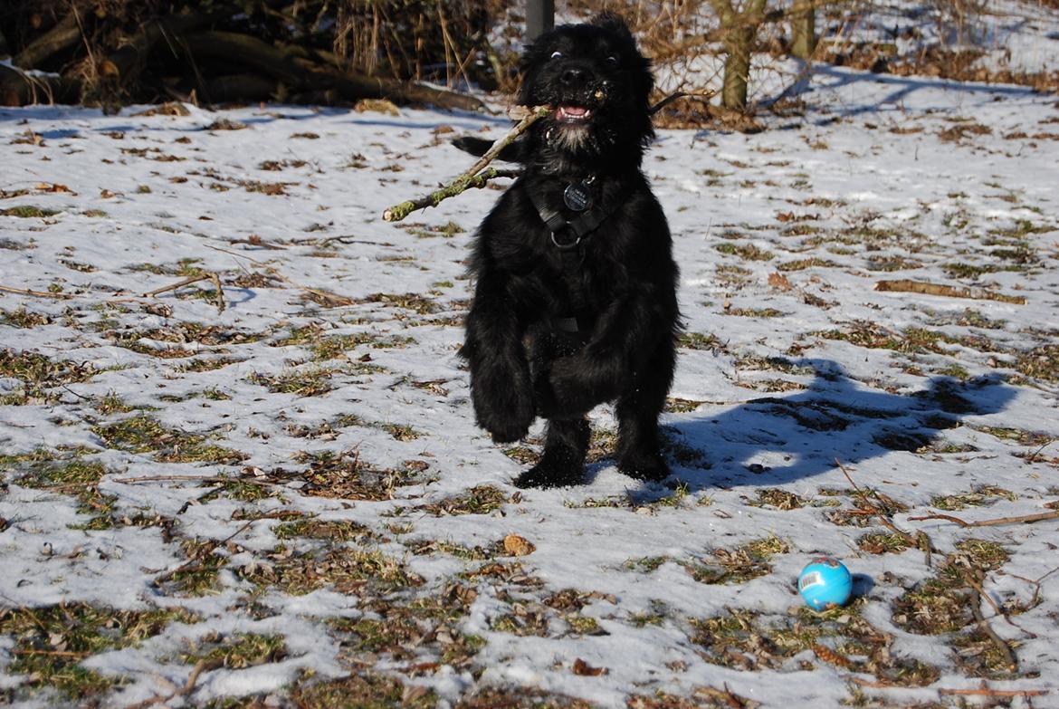 Blanding af racer Nora billede 12