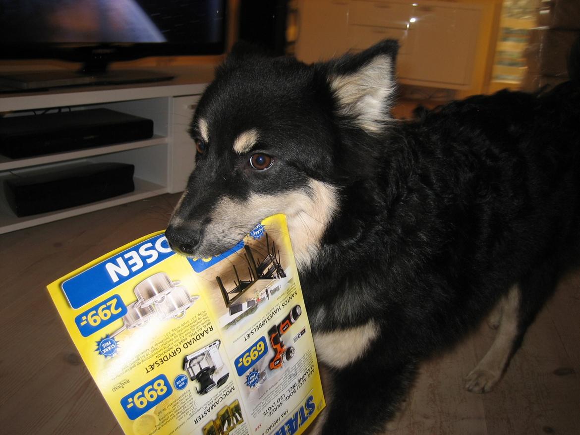 Finsk lapphund Kato - Måske Kato skulle blive postomdeler...? :) billede 13