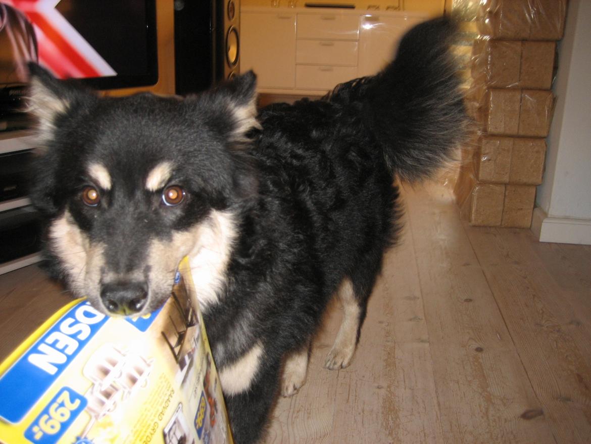 Finsk lapphund Kato billede 14