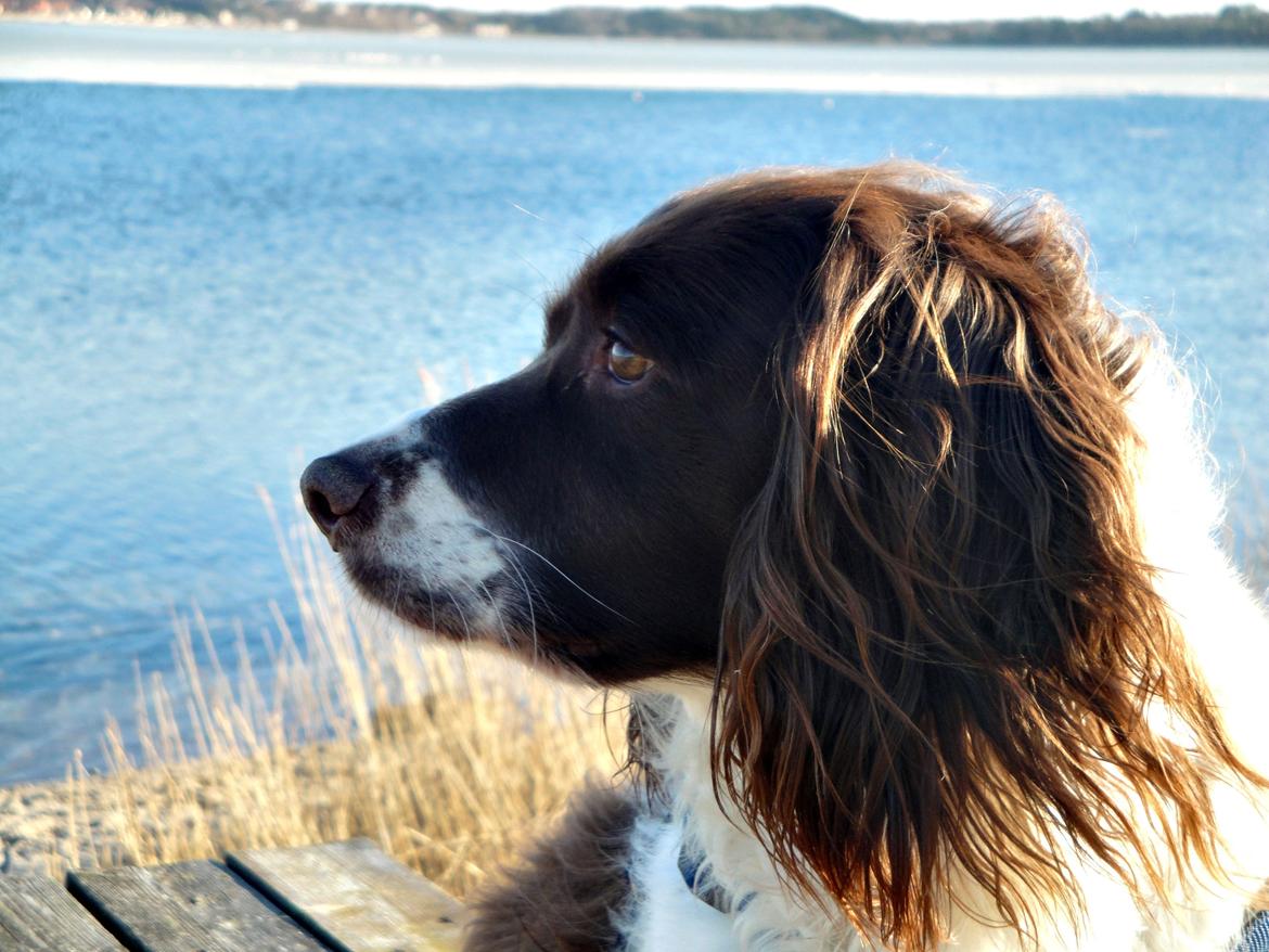 Engelsk springer spaniel Nuser billede 3
