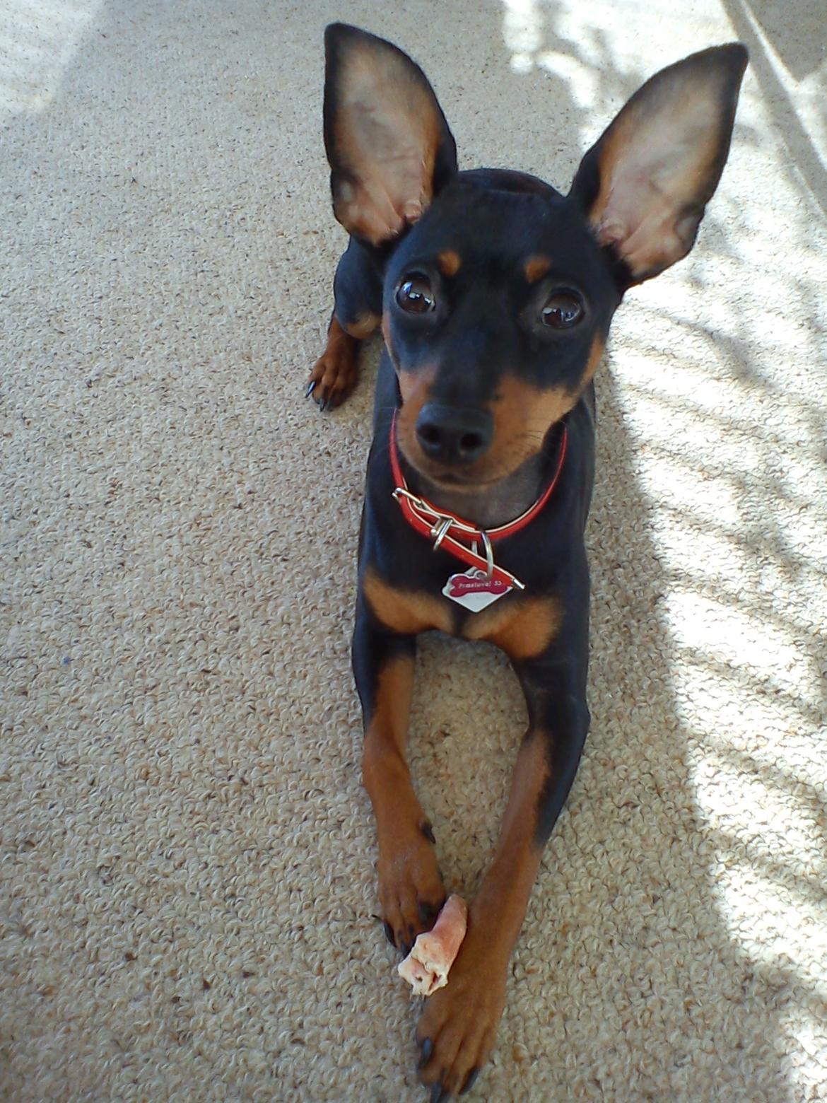 Dvaergpinscher Nellie <3 (Nellie Skovlund Asmussen) :)<3 - 15/2-2011 :)
Skøn<3 billede 1