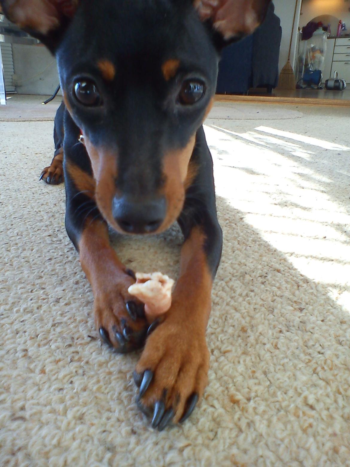 Dvaergpinscher Nellie <3 (Nellie Skovlund Asmussen) :)<3 - 15/2-2011
nam nam det er godt :) <3 billede 2