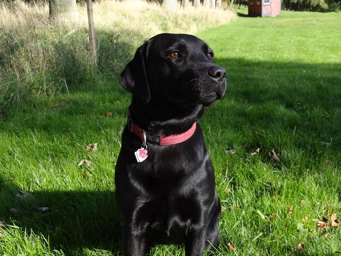 Labrador retriever Luna billede 14