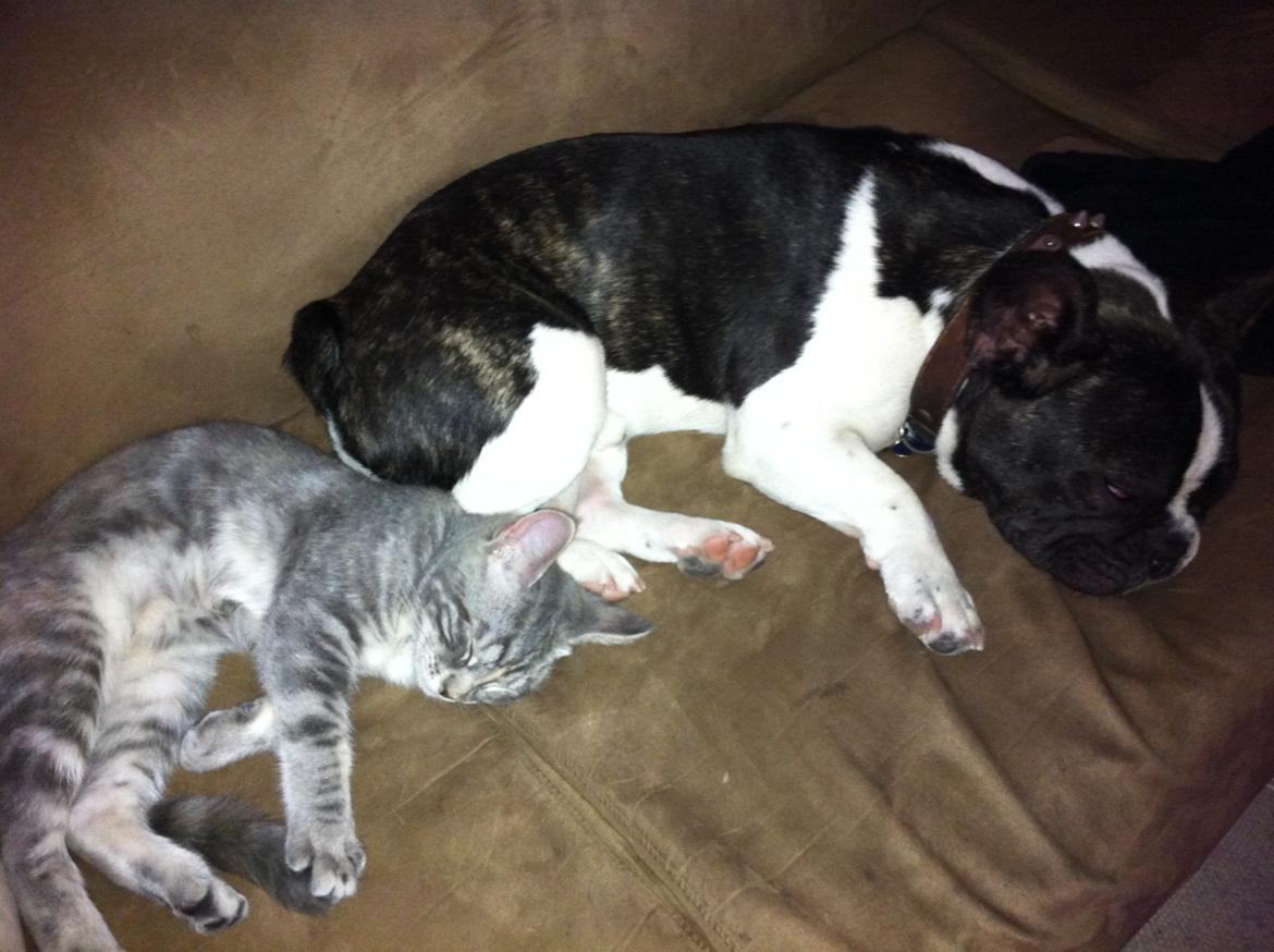 Fransk bulldog Nicki *En stjerne på himmelen* billede 16