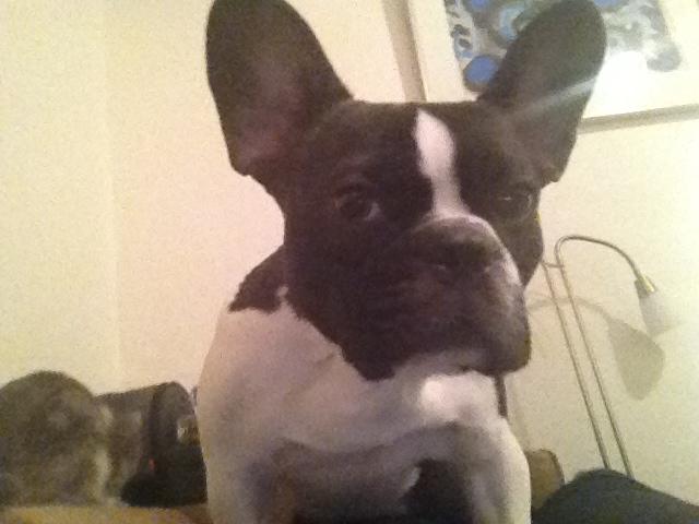 Fransk bulldog Nicki *En stjerne på himmelen* billede 17