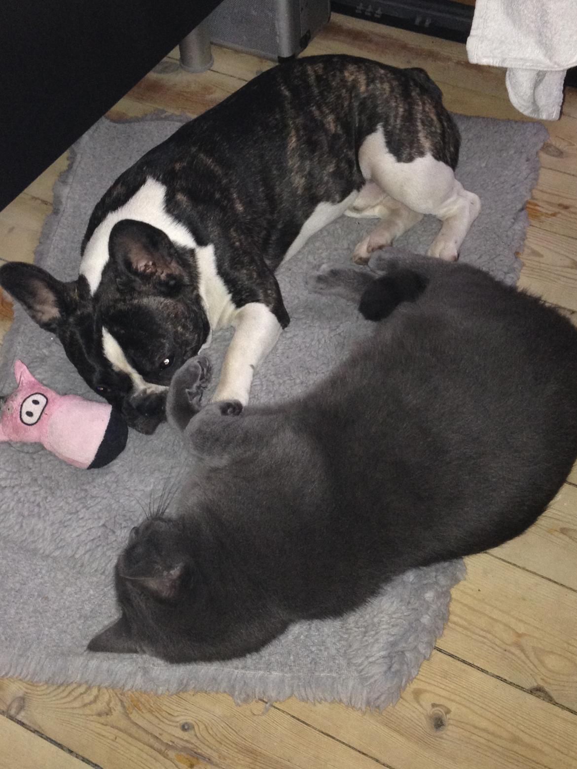 Fransk bulldog Nicki *En stjerne på himmelen* billede 18