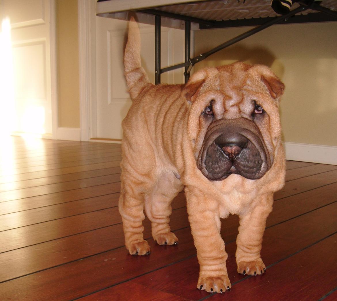 Shar pei Min Nanni ally´s Nemo/ Nemo i daglig tale - eller når det ta´r mig er jeg Meget af en Charmetrold ;O)  billede 13