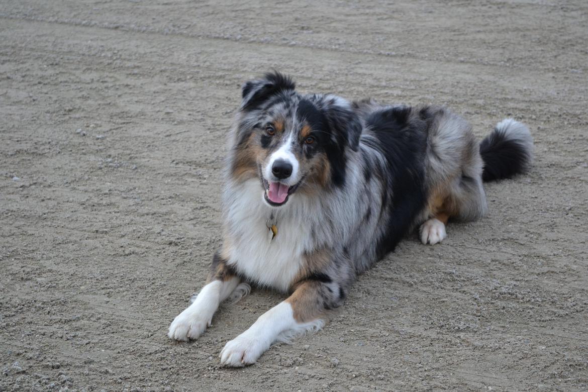 Australian shepherd Bruce billede 1