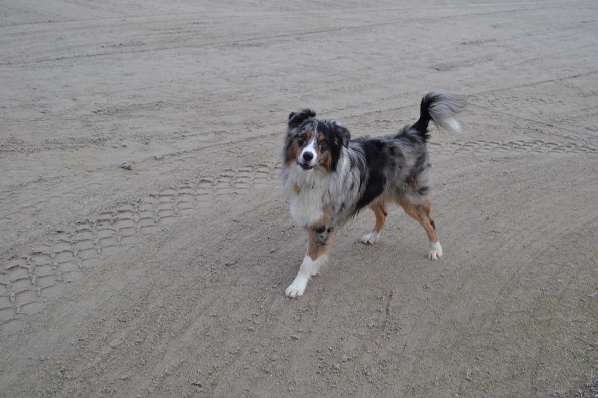 Australian shepherd Bruce billede 2