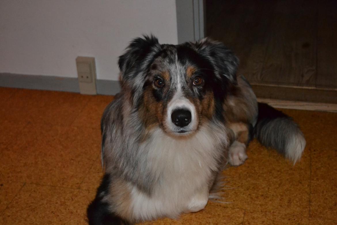 Australian shepherd Bruce billede 3