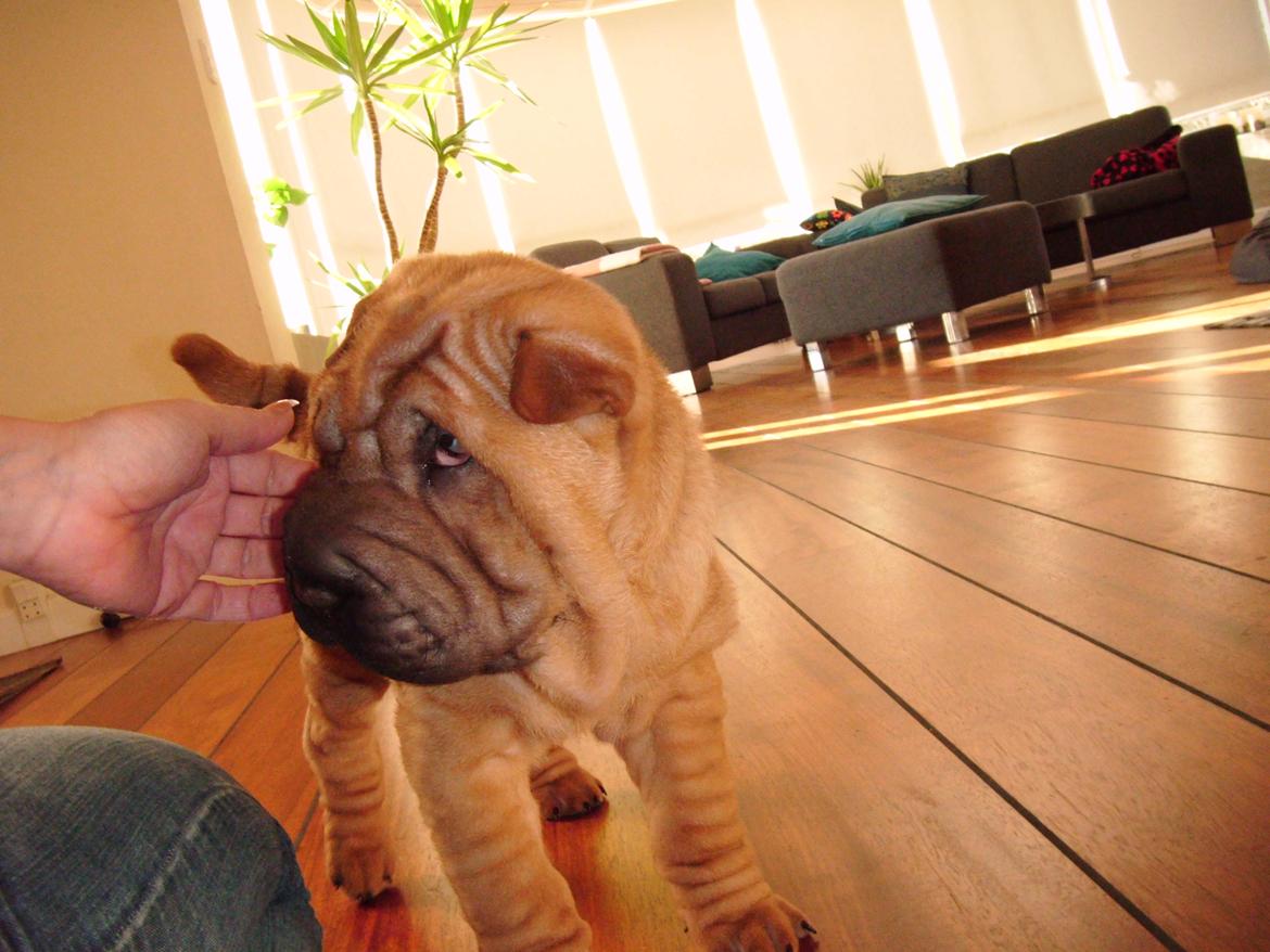 Shar pei Min Nanni ally´s Nemo/ Nemo i daglig tale - jeg er jo lidt en charmetrold  billede 12