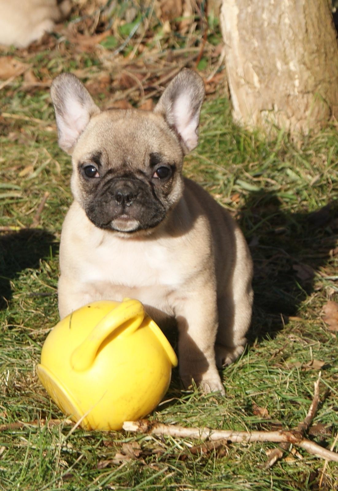 Fransk bulldog Siff billede 5