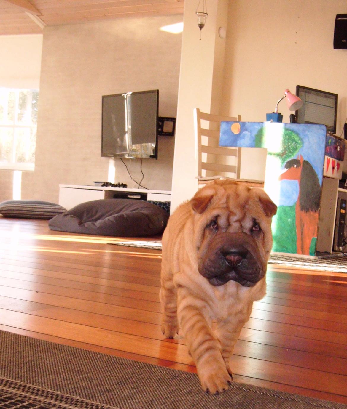 Shar pei Min Nanni ally´s Nemo/ Nemo i daglig tale - og jeg forsøger ellers at skjule min charme :O)  billede 14