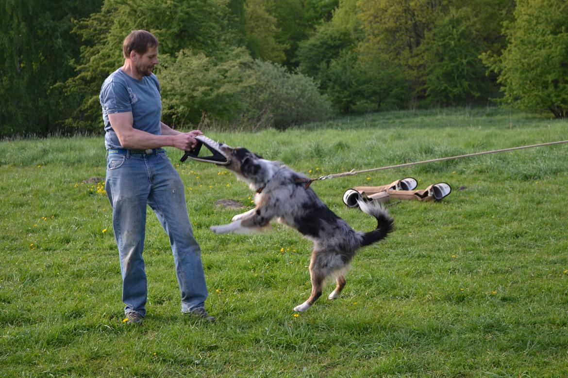 Australian shepherd Bruce billede 4