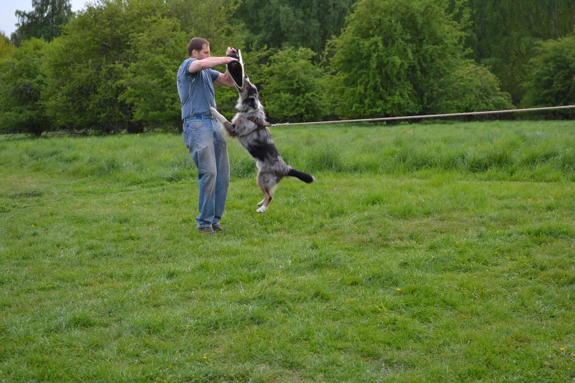 Australian shepherd Bruce billede 5