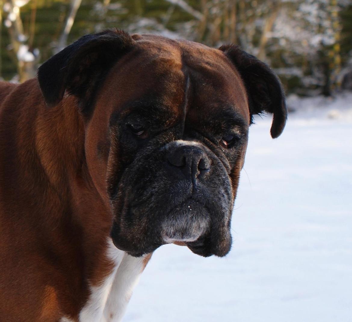 Boxer Verona ( Fie )  ( RIP 10. jan. 2011) billede 23