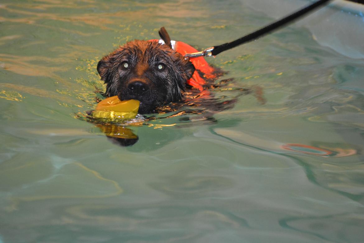 Schæferhund Klintemarkens Eva billede 10