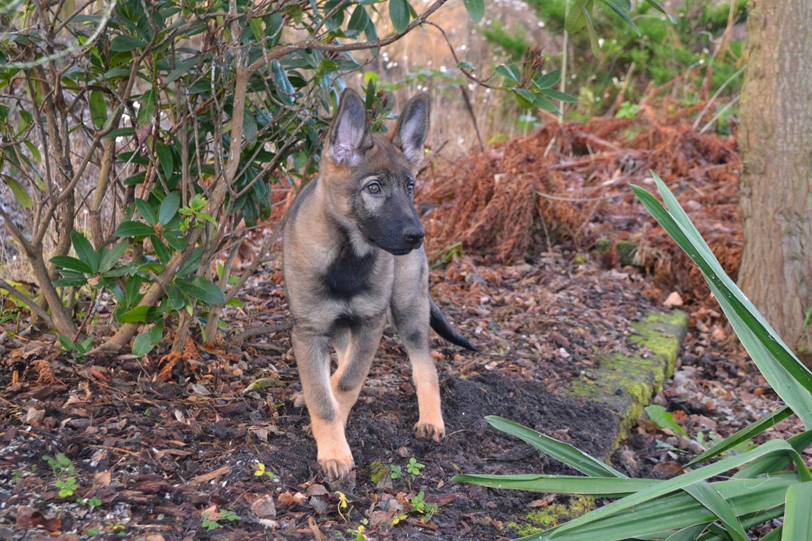 Schæferhund Klintemarkens Eva billede 11