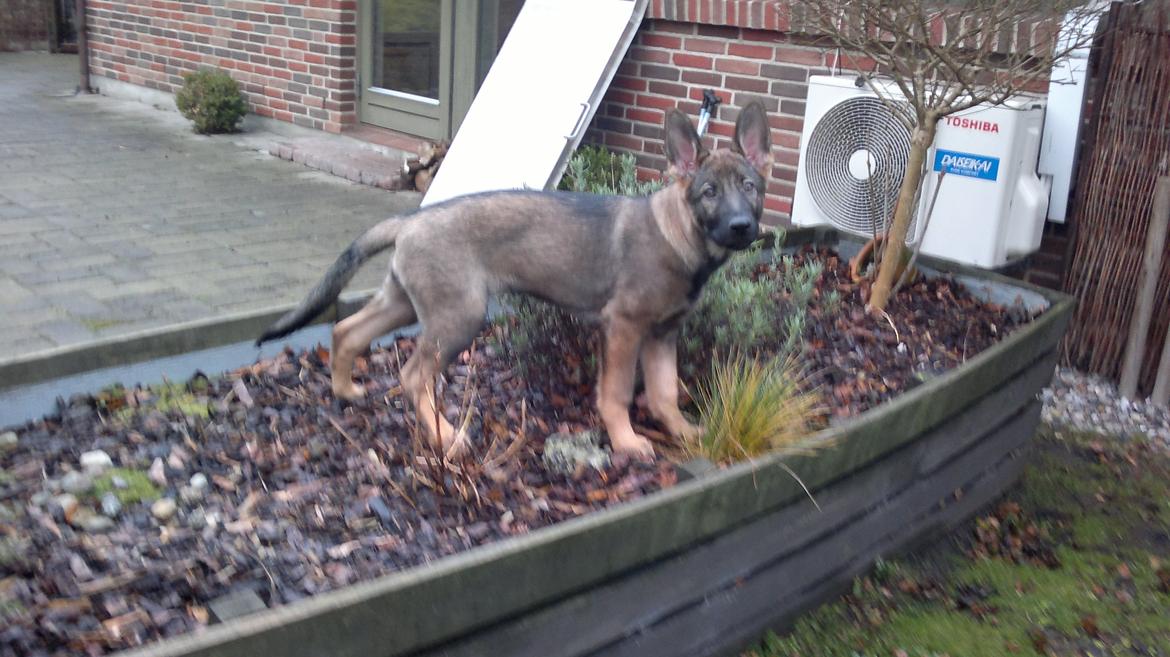 Schæferhund Klintemarkens Eva billede 12