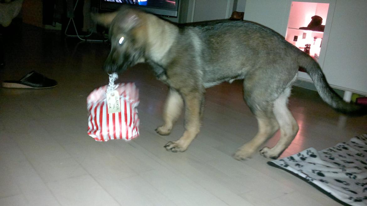 Schæferhund Klintemarkens Eva billede 13