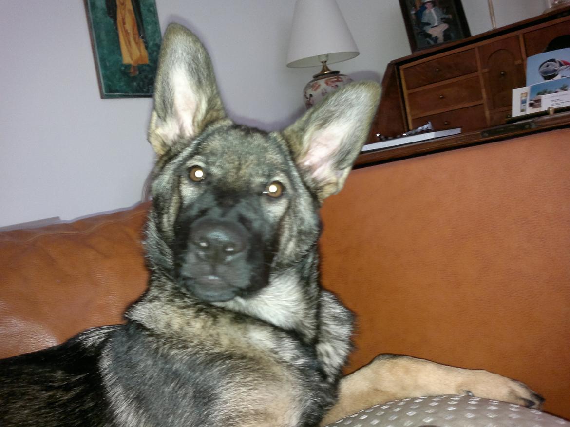 Schæferhund Klintemarkens Eva billede 14