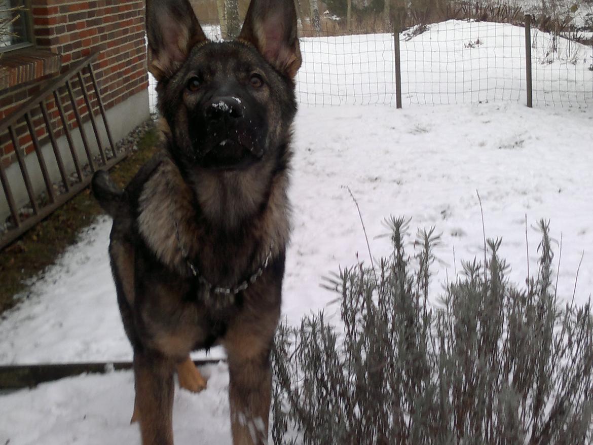 Schæferhund Klintemarkens Eva billede 15