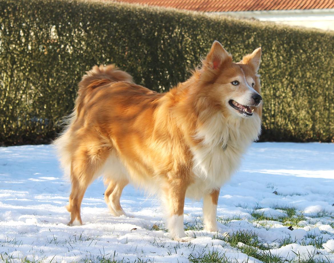 Shetland sheepdog Mille - Foto Julie K. billede 8